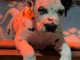 disponible de suite chiots dalmatien âgées de 3 mois