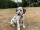 disponible de suite chiots dalmatien âgées de 3 mois