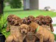 Adorables chiots Labrador retriever à réserver de suite 