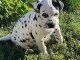 disponible de suite chiots dalmatien âgées de 3 mois