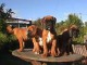 Adorables chiots  boxer