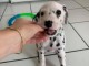 disponible de suite chiots dalmatien âgées de 3 mois