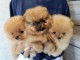 Adorables Chiots spitz nain