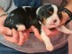 Chiots Cavalier King Charles A DONNER