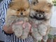 Adorables Chiots spitz nain