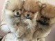 Adorables Chiots spitz nain