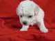 Chiots Bichon frise A donner contre bon soin