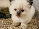 5 CHATONS RAGDOLL A R?SERVER