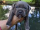 Chiots Staffordshire Bull Terrier pour adoption