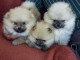 Chiots Spitz allemand