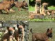 Chiots berger belge malinois