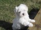 Bichon maltais disponible 