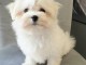 Chiots Bichon maltais disponible contre bon soins. 