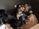 Chiots yorshire disponible de suite contacter moi si intéressé 