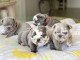 Chiots Bouledogue Français disponible de suite contacter moi 