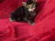 Chatons main coon a donner