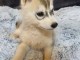 Chiots Husky de Sibérie LOF pour adoption
