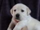 Chiots pure race Labrador disponible