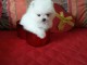 Magnifiques Chiots Spitz Allemand Nain disponible de suite 