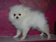 Magnifiques Chiots Spitz Allemand Nain disponible de suite 