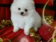 Magnifiques Chiots Spitz Allemand Nain disponible de suite 