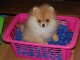 Magnifiques Chiots Spitz Allemand Nain disponible de suite 