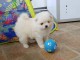 Magnifiques Chiots Spitz Allemand Nain disponible de suite 