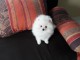 Magnifiques Chiots Spitz Allemand Nain disponible de suite 