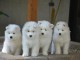 Chiots samoyede disponible