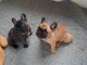 Magnifique couple chiots bouledogue français