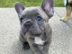 Chiots Bouledogue Français