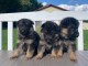 Disponible Chiots Berger Allemand