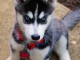 Je donnes Siberian Husky LOFdisponible de suite