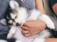 Je donnes Siberian Husky LOFdisponible de suite