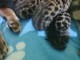 Je donne chatons bengal disponible de suite