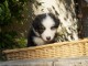 Adoption Chiots Type Berger Australien âgé de 3 mois