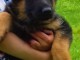 Adorable Chiots Berger Allemand