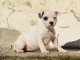 Chiots Staffordshire Bull Terrier POUR ADOPTION 