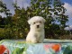 Chiots Coton de Tulear A donner contre bon soin