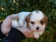 Adoption Chiots Cavalier King Charles 