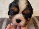 Adoption Chiots Cavalier King Charles