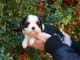 Adoption Chiots Cavalier King Charles