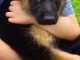 Superbes chiots berger allemand au lof