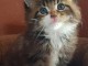 chaton maine coon trois mois