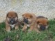 dispo Magnifiques portée de chiots Shiba