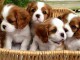 4 Adorables Chiots Cavaliers king Charle inscrit au lof