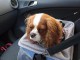 Magnifique Chiots Cavaliers king Charle