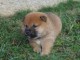 disponible Magnifiques portée de chiots Shiba