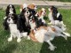 Chiots Cavalier King Charles POUR COMPAGNIE