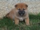 disponible Magnifiques portée de chiots Shiba